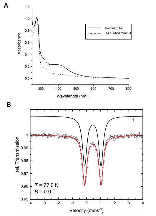 Figure1-TtuI-new (1)